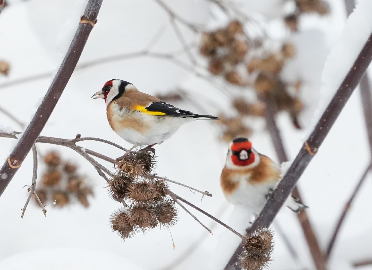 Доброе утро, друзья! Наступил понедельник, а значит, впереди целая неделя новых возможностей, встреч и маленьких радостей Доброе утро, друзья! Наступил понедельник, а значит, впереди целая неделя новых возможностей, встреч и маленьких радостей