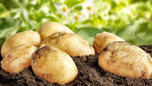 ��� �������� ���� ������ �� �������������: ����������� ������ � ���������