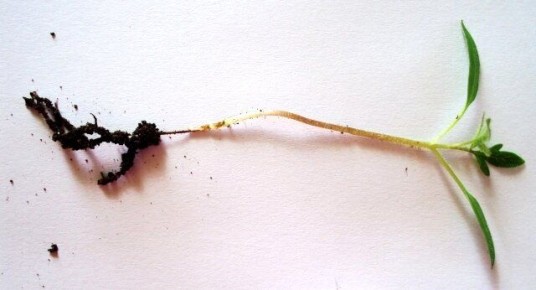 ����������� ������� ������ ������� �� ������ �����