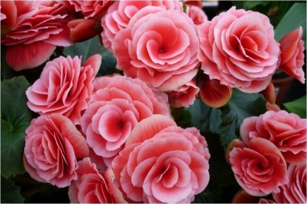 ��� ���������� ��������� �������: ����������� ������ � ��������� �����������