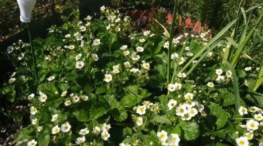 ������� ��������� ����������� ��������: ������ �� ������� �������