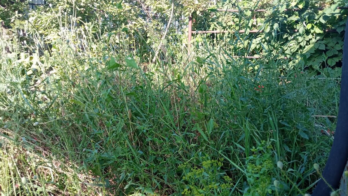 Соседские страсти: кто виноват в конфликте из-за сорняков?