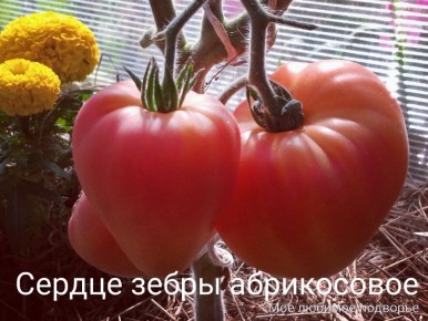 Томаты-биколоры: разнообразие вкусов и оттенков для вашего стола