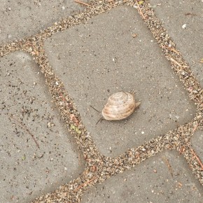 ���� ��� �������� �������