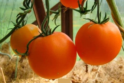 Как добиться отличного урожая помидоров сорта Абрикос