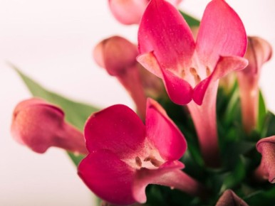 ��� ��������� �������� �������������� ������: ������ � ������������