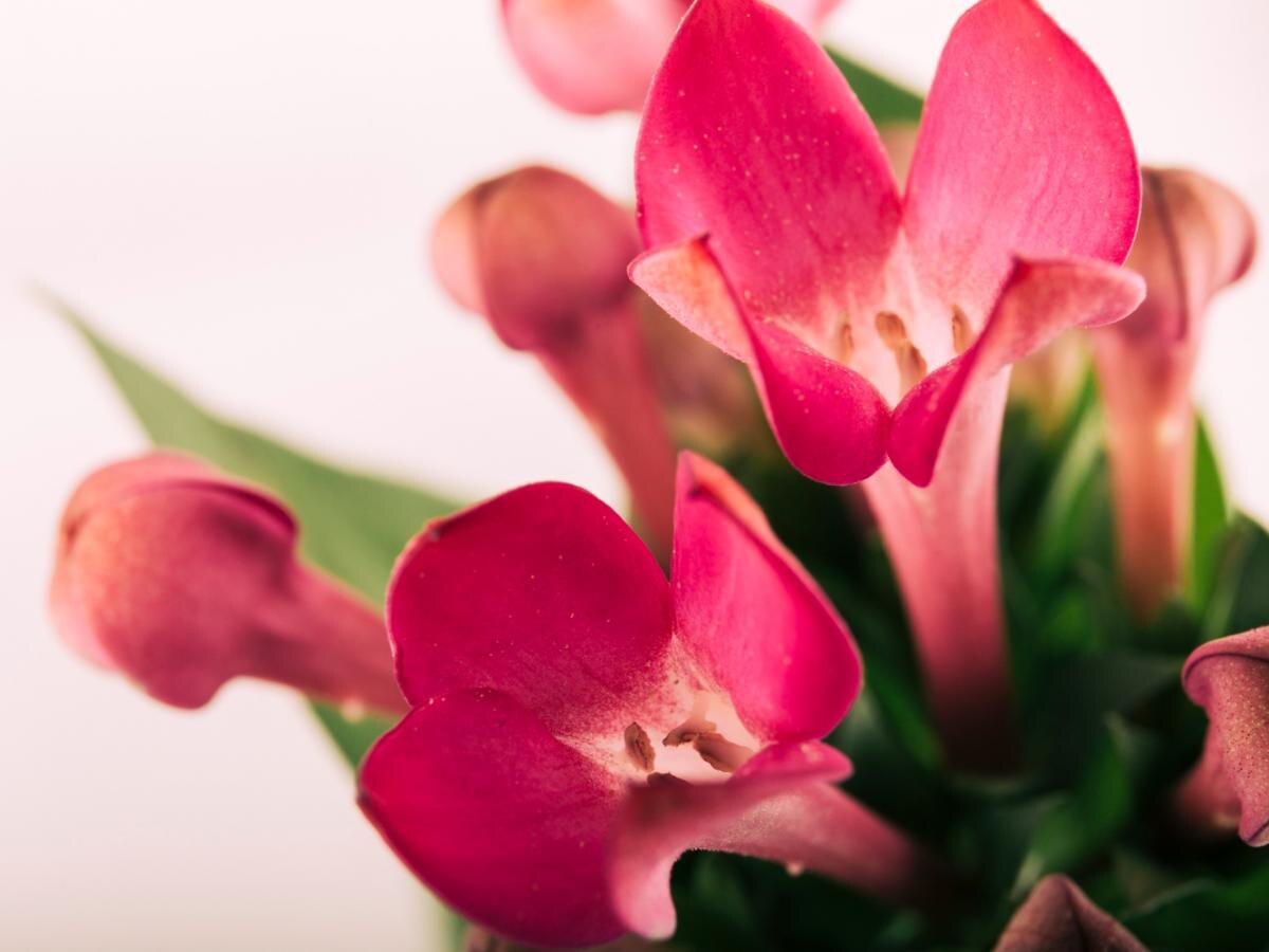 Как правильно поливать рождественский кактус: советы и рекомендации