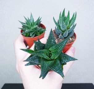 Растения, которые спасут вас от регулярного полива