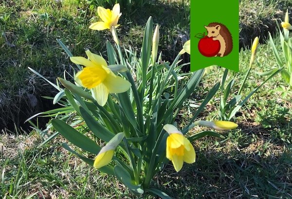 Как правильно делить и пересаживать нарциссы: советы для успешного цветения