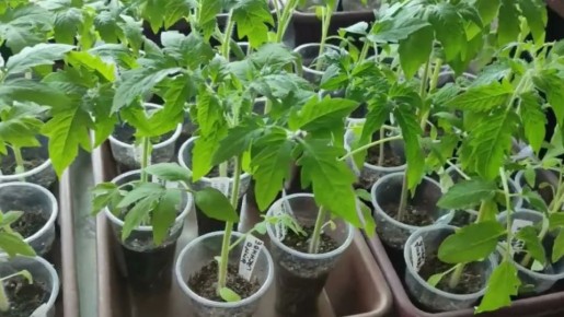 Эффективные деревенские подкормки: секреты здоровья рассады