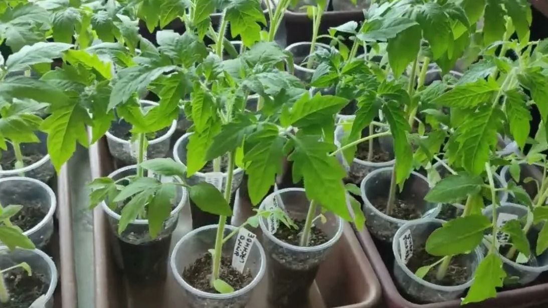 Эффективные деревенские подкормки: секреты здоровья рассады