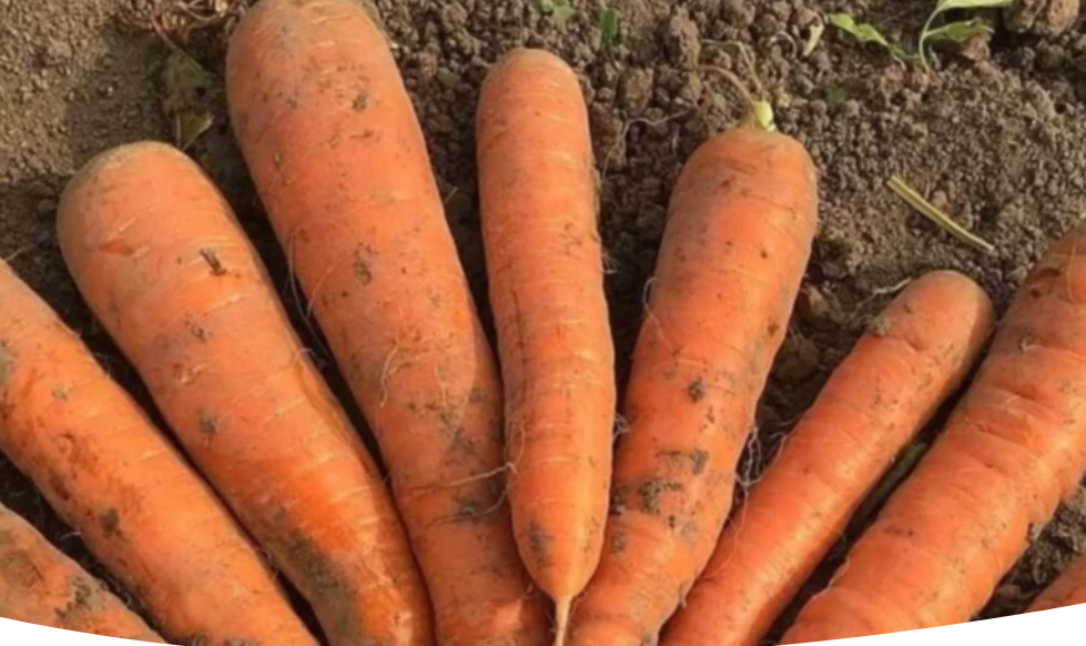 Болезни моркови: как не потерять урожай