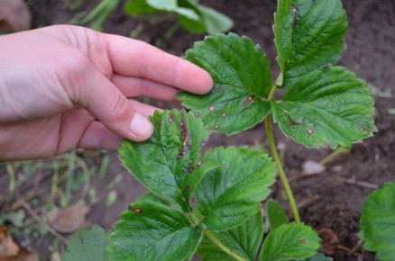 ��� �������� �������� �� ����� �����������: ����������� �������� �������� ���������