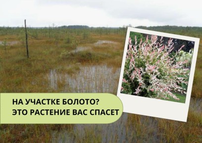 ��� ��� ������� ��� ����� ��������: ������ ��� �������� �������� ��������