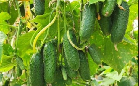 ��� �������� ����������� ������� �� �������� ������