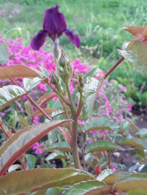 ����� � ������ ���������: ������� �� ������ ������� ���