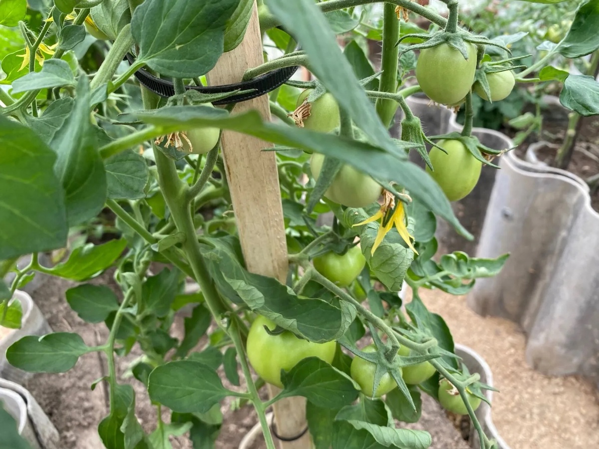 Уникальная подкормка для огорода: как дрожжи помогают получать щедрый урожай