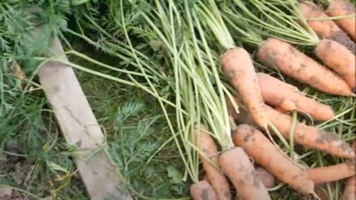 ��� ��������� ������� �������: ������� � ������