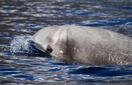 ��� ����������� ������� ������ ���� ����� ��������