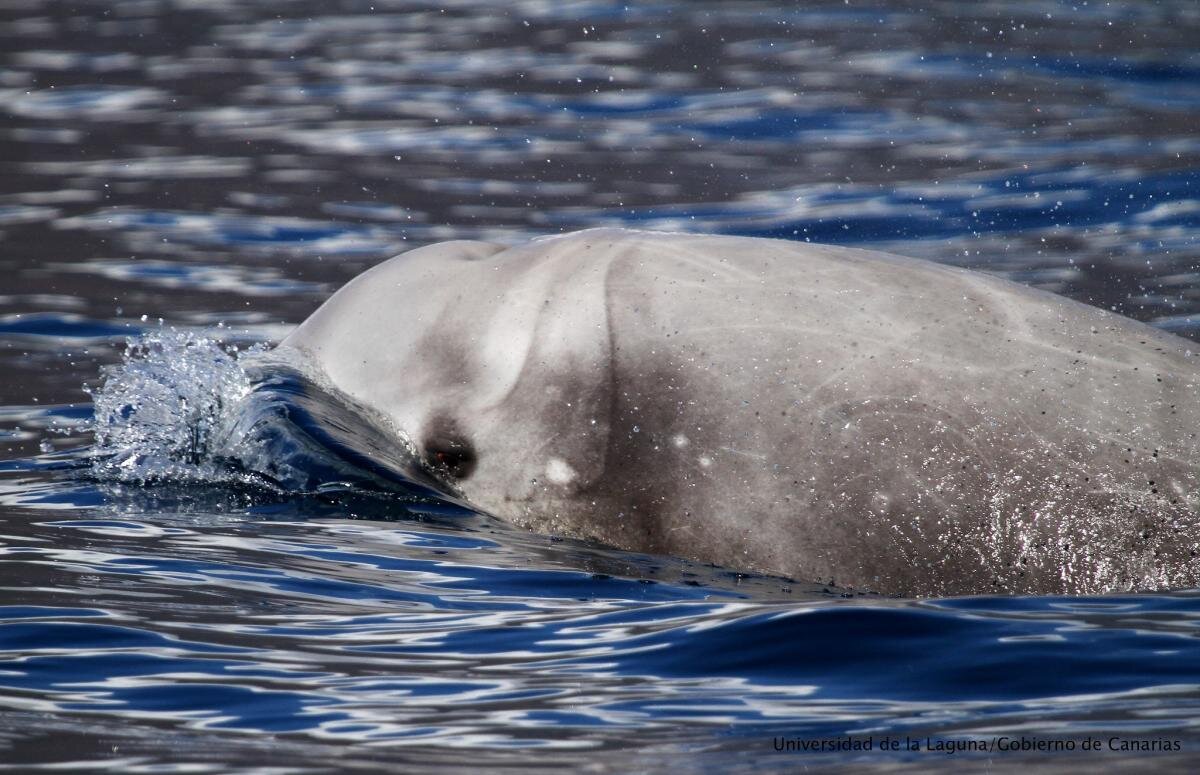 Кто задерживает дыхание дольше всех среди животных