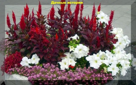 Как правильно сочетать петунию с другими цветами для гармоничного цветника