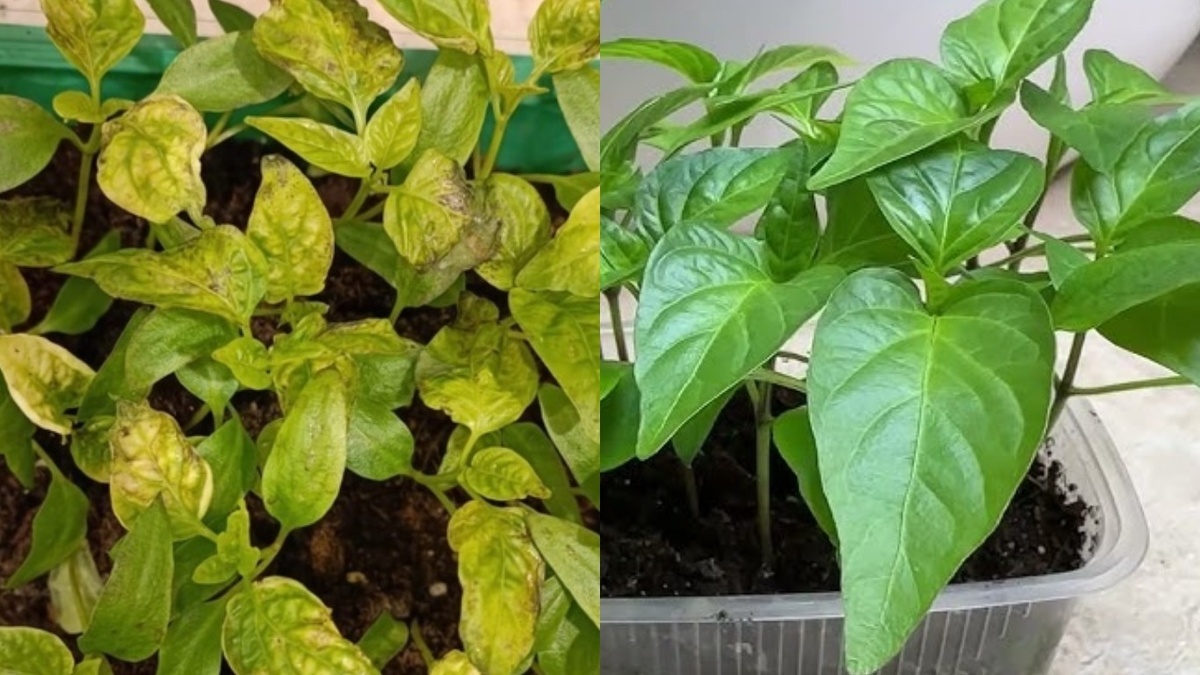 Как безопасно подкармливать рассаду: 7 эффективных рецептов