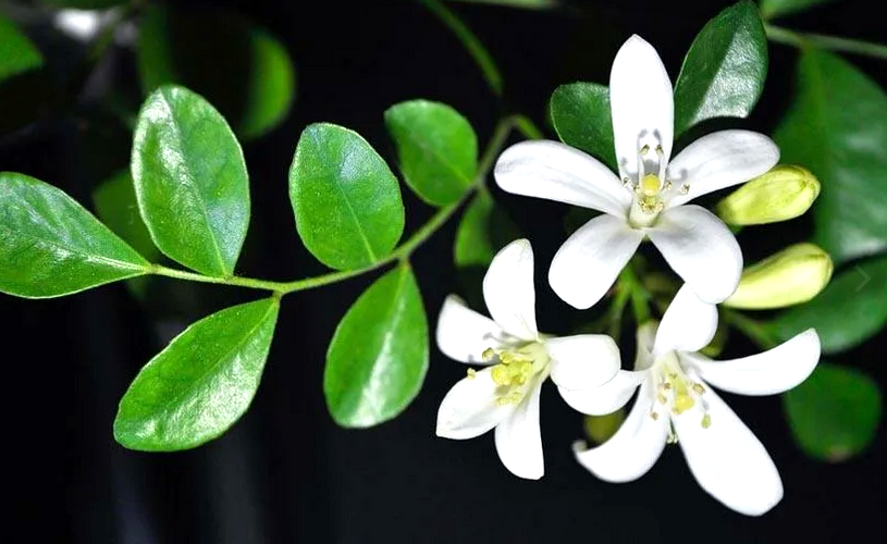 Бергамот: полезные свойства и применение этого чудесного фрукта