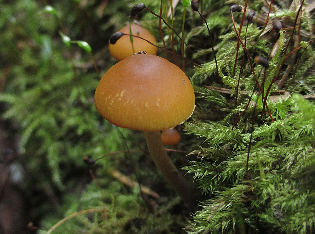 Галерина: Опасный двойник под слоем грибного обаяния