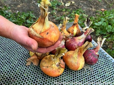 Как вырастить гигантский лук: секреты успеха