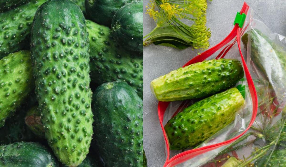 Как правильно хранить огурцы: советы от эксперта