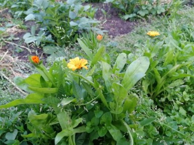 Васильки: как вырастить, использовать и любоваться