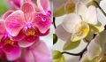 Секреты полива орхидей: как добиться цветения на протяжении многих лет