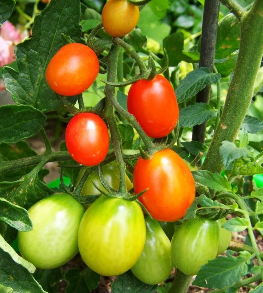 Подкормка томатов: правда или миф?