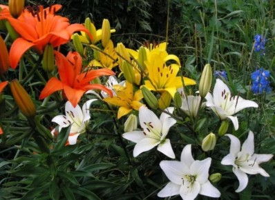 Как защитить свои лилии от коварного вредителя