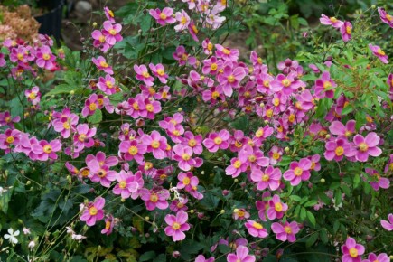 ������� �������: ���������� �������� ���������, ������� �������� ��� ���