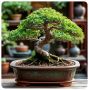 Из Крассулы в Бонсай: искусство миниатюрного дерева