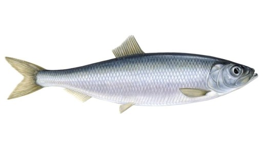 Захватывающая одиссея сельди: от бедной пищи до деликатеса