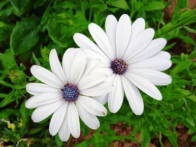 ������������ �������, ������� ����� �������� � ���� ���