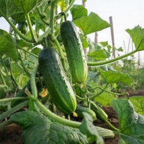 ��� �������� ������ ������� �������: ������� ���������