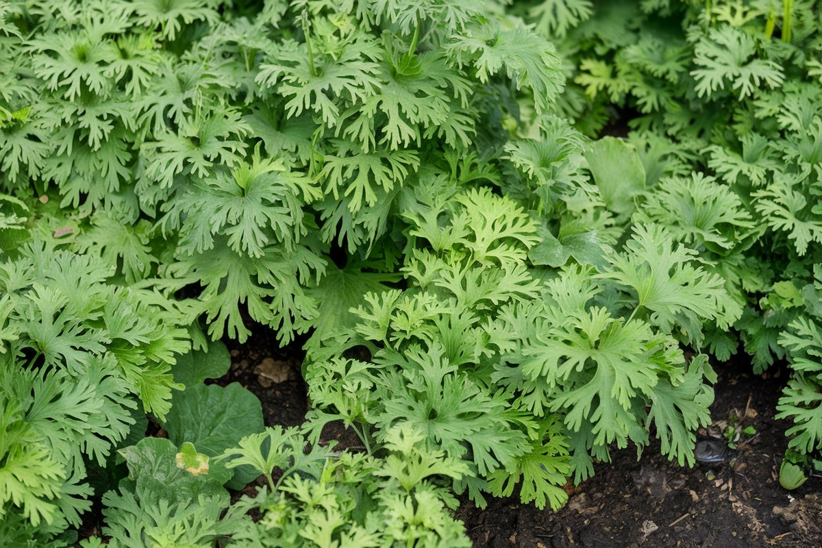 Секреты выращивания гигантской моркови в июле: как достичь идеального урожая