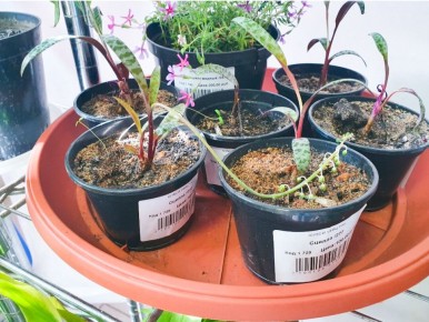 Цветочное наслаждение: где найти редкие растения по доступным ценам