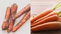 Как неправильное хранение моркови обернулось настоящей катастрофой для огородника