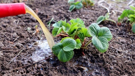 Как правильно подкормить клубнику весной для щедрого урожая