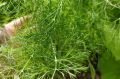 Как добиться пышного укропа: секреты успешного выращивания