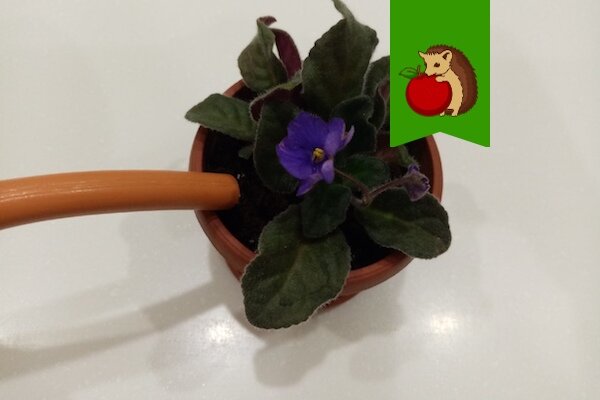 Тонкости полива фиалок: что важно знать для успешного выращивания