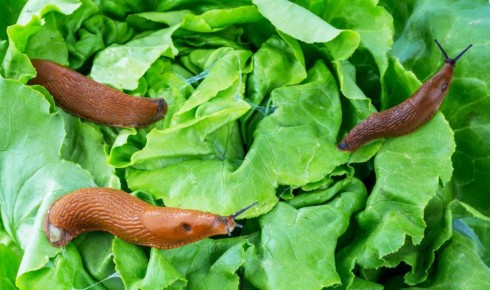Слизни на даче: Как справиться с незваными гостями