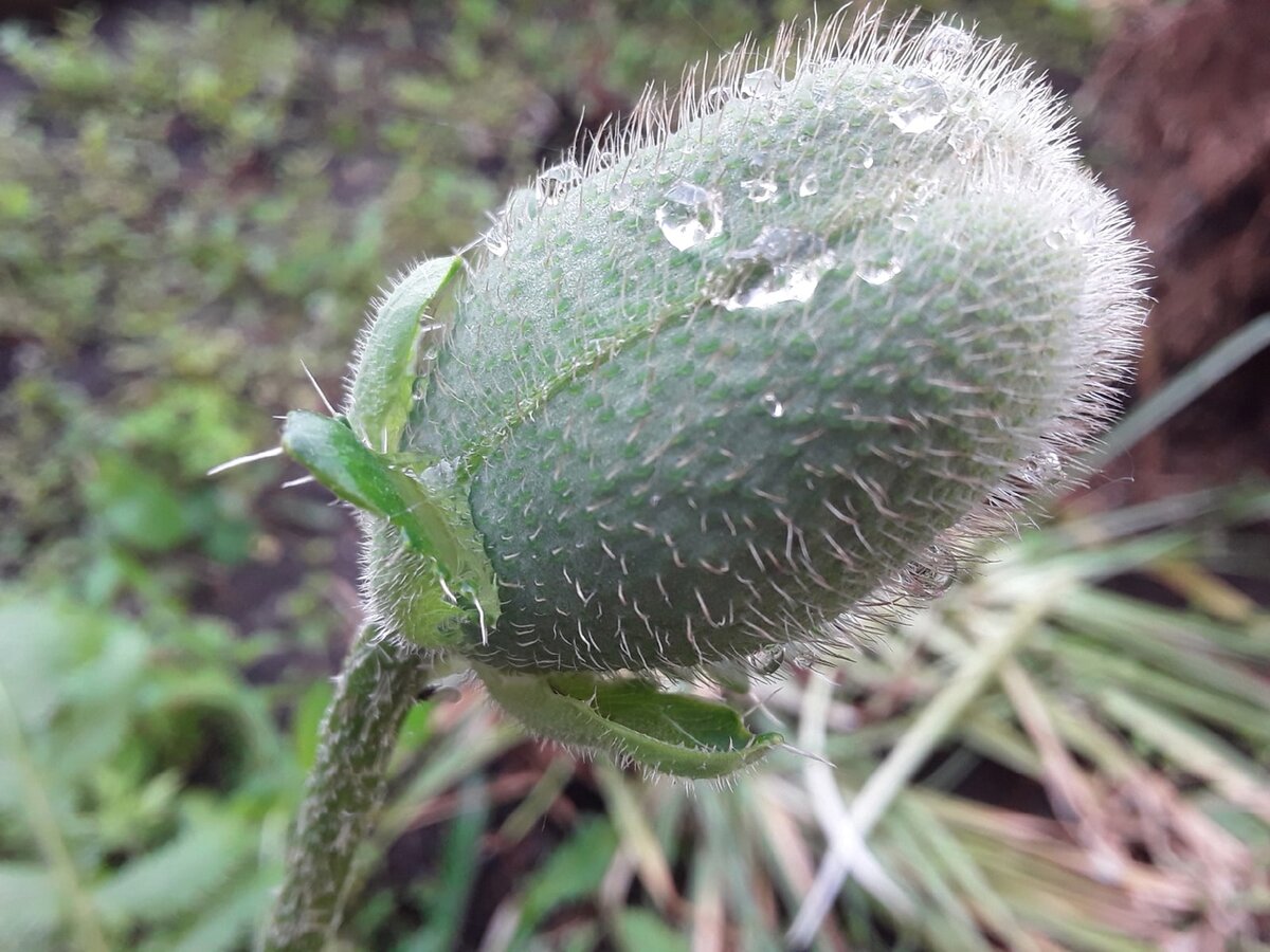 Загадка восточного мака: почему стоит спрятать этот цветок от чужих глаз?