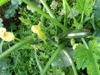 ��� �������� ������� ������ ��������: ������� ������������ ���������