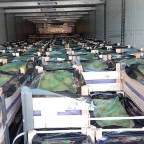 В Смоленской области задержаны груши, перевозимые по поддельным документам