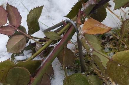 ��� ������� � ����� ����, ���������� ������� ����: ������������ ������